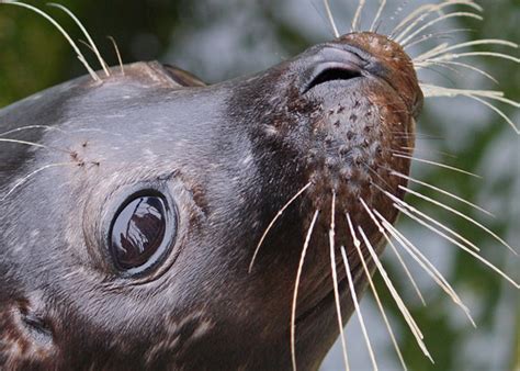 SeaLions: Seal or Sea Lion?