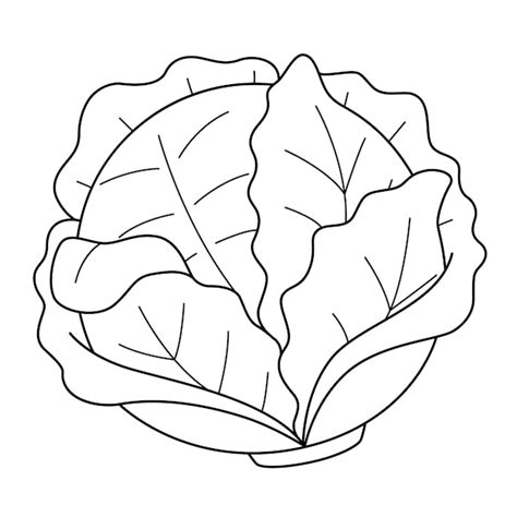 Premium Vector | Cabbage vegetable isolated coloring page for kids