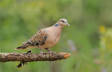 Pin on Aves: Palomas