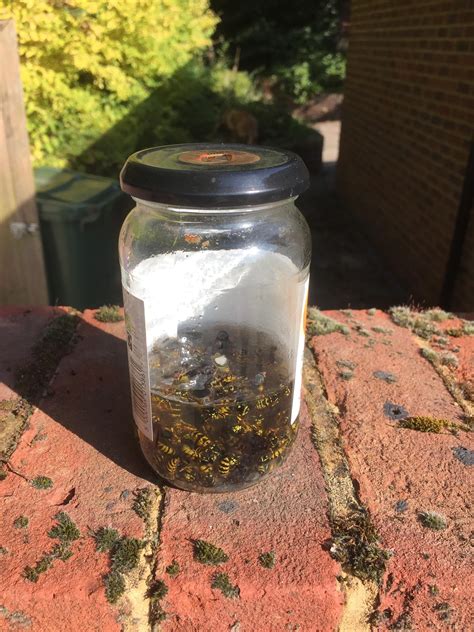 Makeshift wasp traps work quite well : r/mildlyinteresting