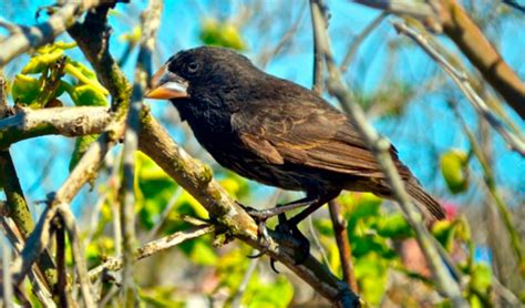 The Key to Evolution: Galapagos Finches - Finch Bay Hotel