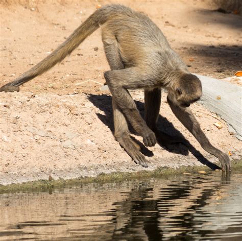 James Gordon Patterson Photography: Wildlife World Zoo in Litchfield ...