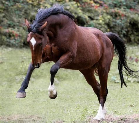 Brown Horse Names: 60+ Best Names For Brown Horses | PetPress