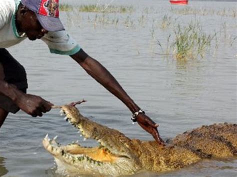 Crocodile farming seen as new revenue stream for residents - Business Daily