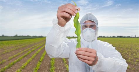 Do GMOs Have Side Effects? Here's What Experts Think