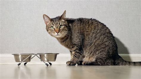 Cat eating food from bowl stock image. Image of meat - 138530867