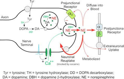 Norepinephrine, norepinephrine function and norepinephrine deficiency