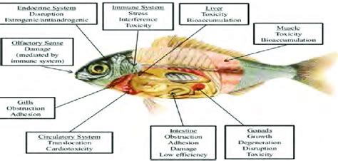 Microplastics effect on the fish body | Download Scientific Diagram