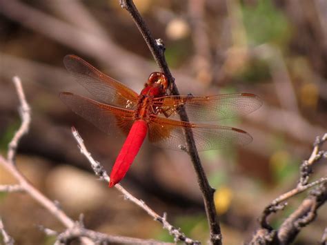 Desert Colors: Dragonflies
