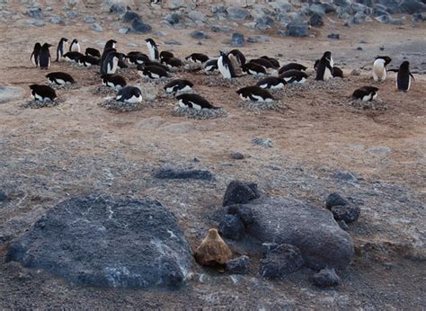 Penguins 1 – Skuas 0 | Ice Stories: Dispatches From Polar Scientists