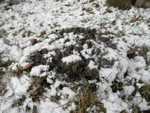 Dealing with Frost Heave - LawnEQ Blog | Frost, Winter garden, Lawn ...