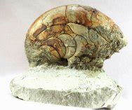 Aturia Nautiloid Survivor Fossil