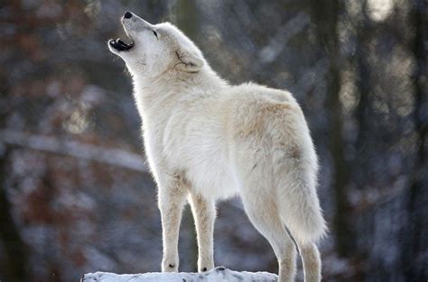 белый волк- необычайно красив | Animals, Wolf, Wolf howling