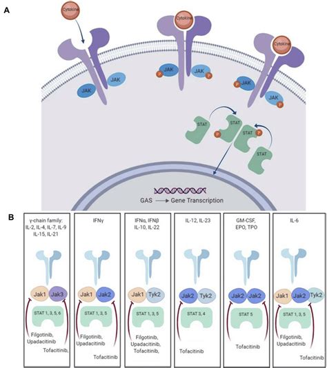 (A) The JAK-Stat signalling pathway. (B) Cytokine signally through ...