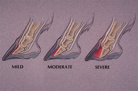 Laminitis: Symptoms and Treatment | equicessities