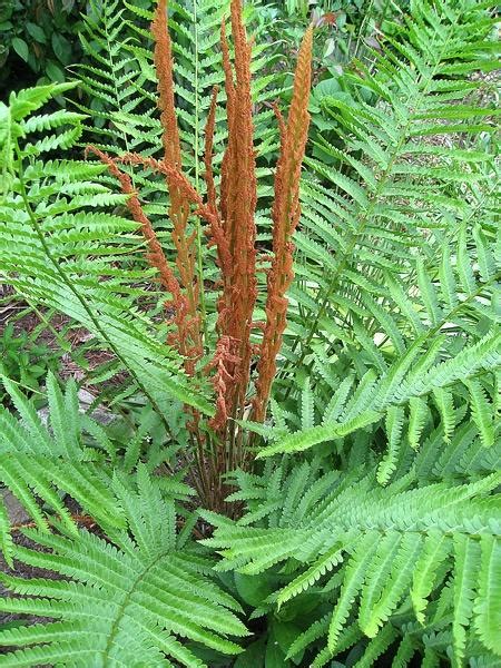 Cinnamon Fern Plant Info: How To Grow A Cinnamon Fern - Dummer. ゛☀ ...