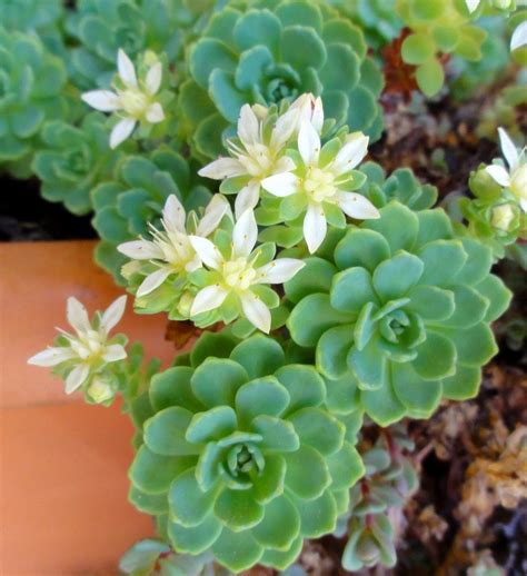 Sedum Kamchatsky (Sedum): growing from seeds, photo, varieties Caramel, Variegatum