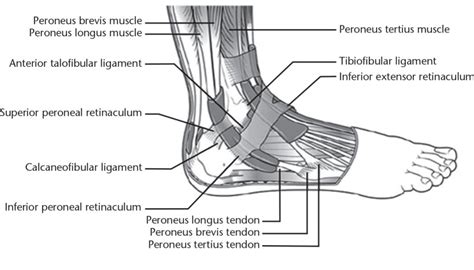 Peroneus Brevis - Physiopedia