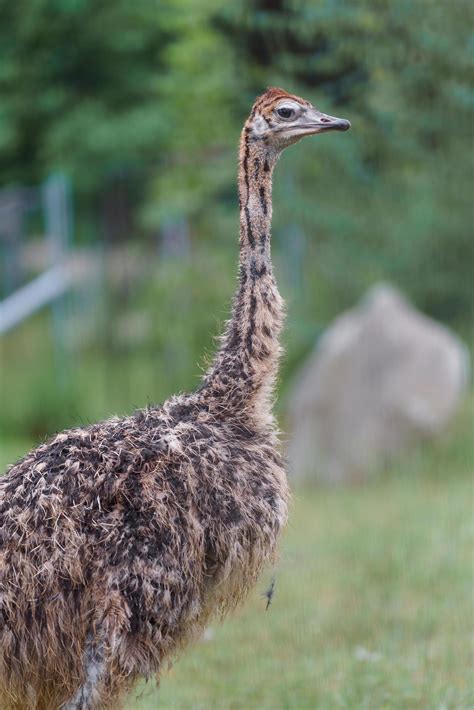 Common ostrich in zoo 11249750 Stock Photo at Vecteezy