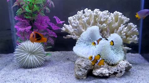 WELCOME TO NEMO TANK - YouTube