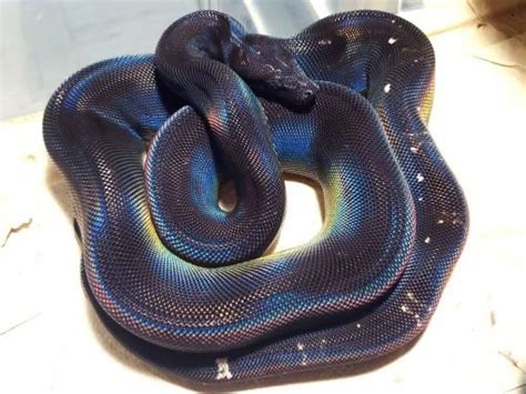 black boa | boa constrictor for sale | boa for sale