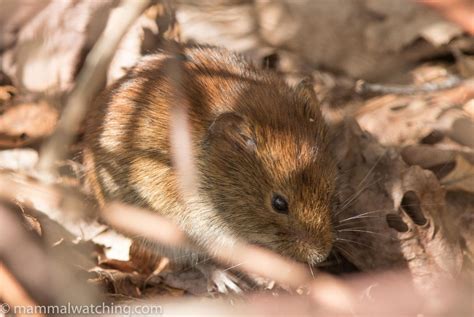 Rhode Island - Mammal Watching