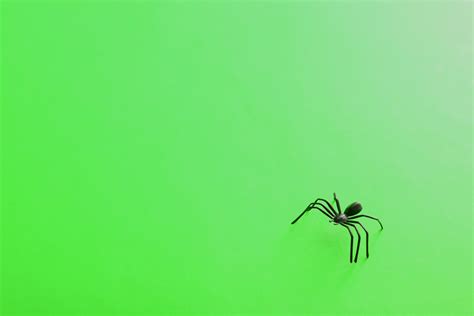 Image of Halloween background with spider | CreepyHalloweenImages