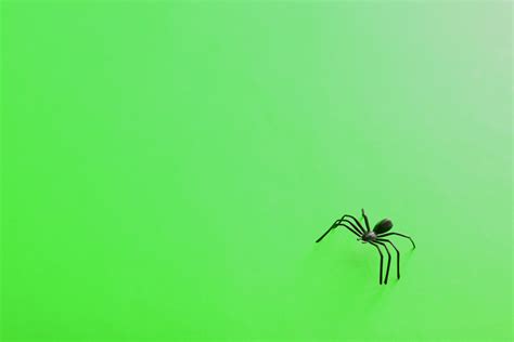 Image of Halloween background with spider | CreepyHalloweenImages