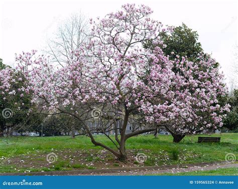 Magnolia Tree in Full Bloom Stock Photo - Image of spring, blooming ...