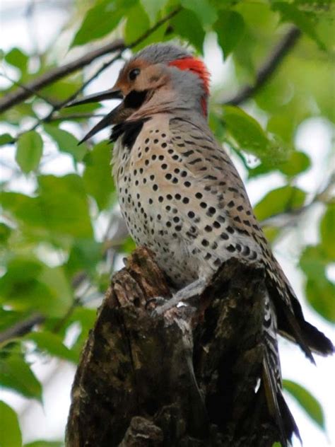 Flicker, Northern*** | Chicago Botanic Garden