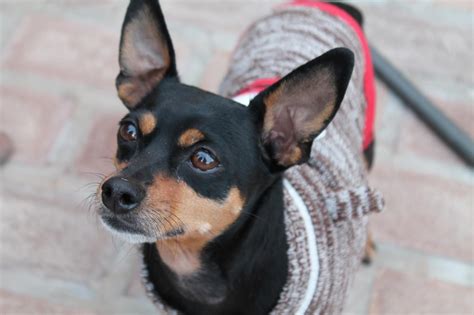 min pin mix, adopted and medical problems fixed