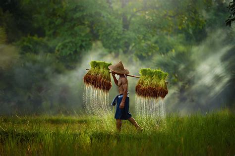 Free photo: Thai rice field - Crop, Crops, Field - Free Download - Jooinn