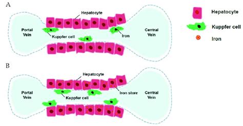 Traditionally, iron is stored in the reticuloendothelial system (A ...