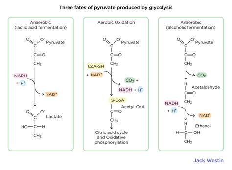 Glycolysis Aerobic Substrates And Products - Glycolysis Gluconeogenesis And The Pentose ...