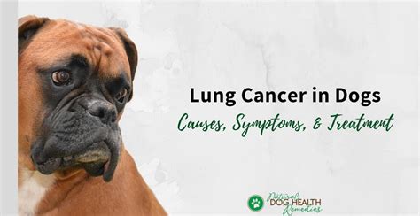 Lung Cancer in Dogs - Symptoms, Causes, Treatment