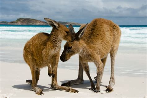 Kangaroos on Lucky Bay stock photo. Image of australia - 111683694