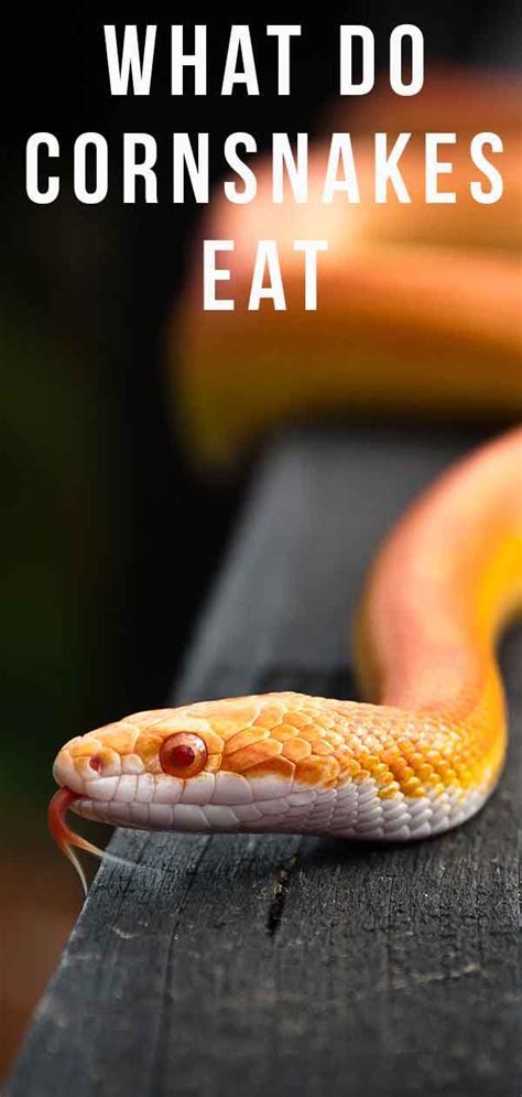 What do corn snakes eat? | Corn snake, Animals for kids, Snake