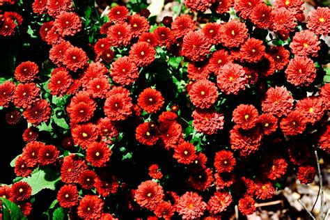 Red and Green Flowers · Free Stock Photo