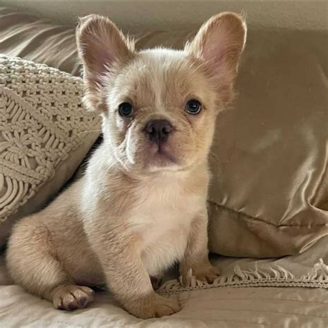 Fluffy Frenchie: All You Need To Know About This Unusual Pup