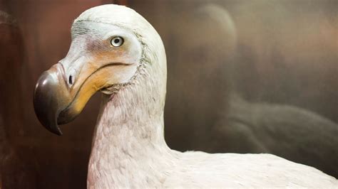 Could the dodo be revived? US-based firm Colossal Biosciences announces project to bring back ...