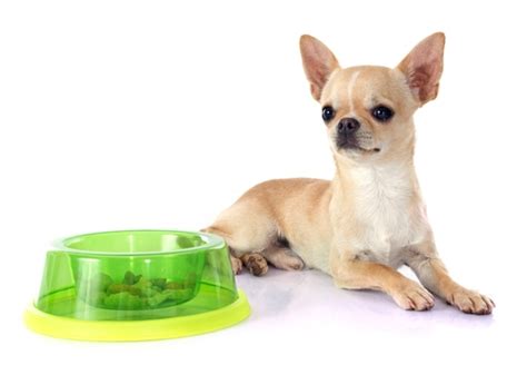 Best Dog Food for Chihuahua: 9 Vet Recommended Brands