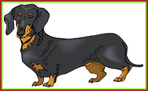 Dachshund clipart wiener dog, Dachshund wiener dog Transparent FREE for download on ...