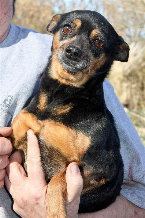 Tasha, sweet ChiWeenie/Terrier blend, rescued from a puppy mill, she had a litter every heat ...