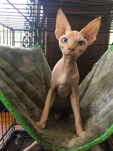 Sphynx Cats For Sale | Bowie, MD #284998 | Petzlover