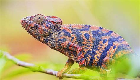 These Beautiful Reptiles In Madagascar Are In Serious Trouble - The Dodo