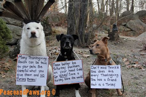 Thanksgiving tips from the local pet rescue