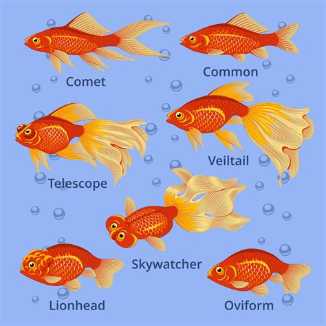 Goldfish Species Set SVG - MasterBundles