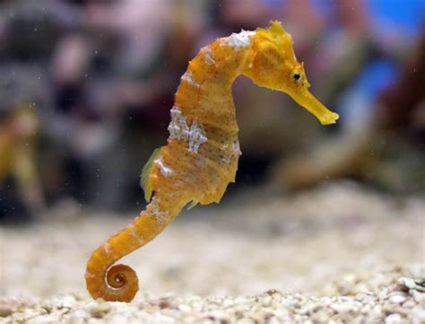 Seahorses - Wild Animals News & Facts by World Animal Foundation