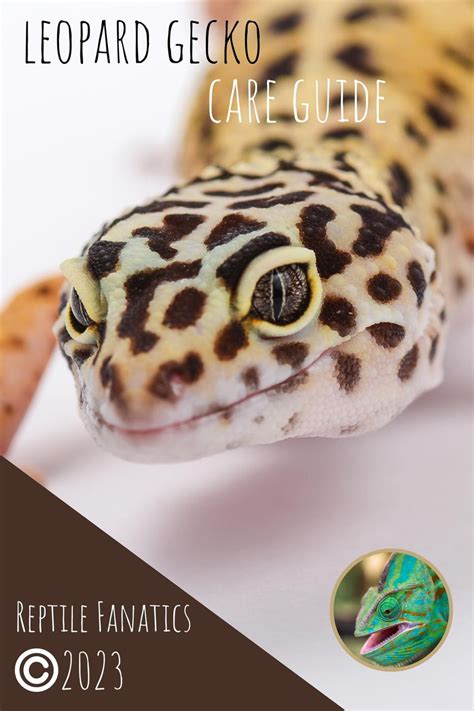 Leopard Gecko Care Guide eBook by Reptile Fanatics - EPUB Book ...