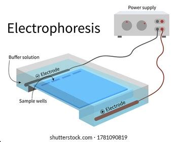 La cámara de electroforesis con electrodo: vector de stock (libre de regalías) 1781090819 ...